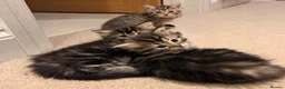 Persian cats for sale: Beautiful Persian Cross Kittens - 4 little ladies - Advert 13