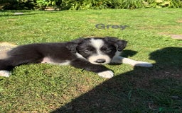 Mixed Breed dogs for sale: Border colllie/bearded collie pups  - Image 4