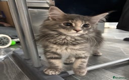 Maine Coon cats for sale: Maine Coon kitten TICA registered  - Image 1