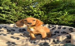 Cocker Spaniel dogs for sale: Four beautiful girl cocker spaniel  - Image 14