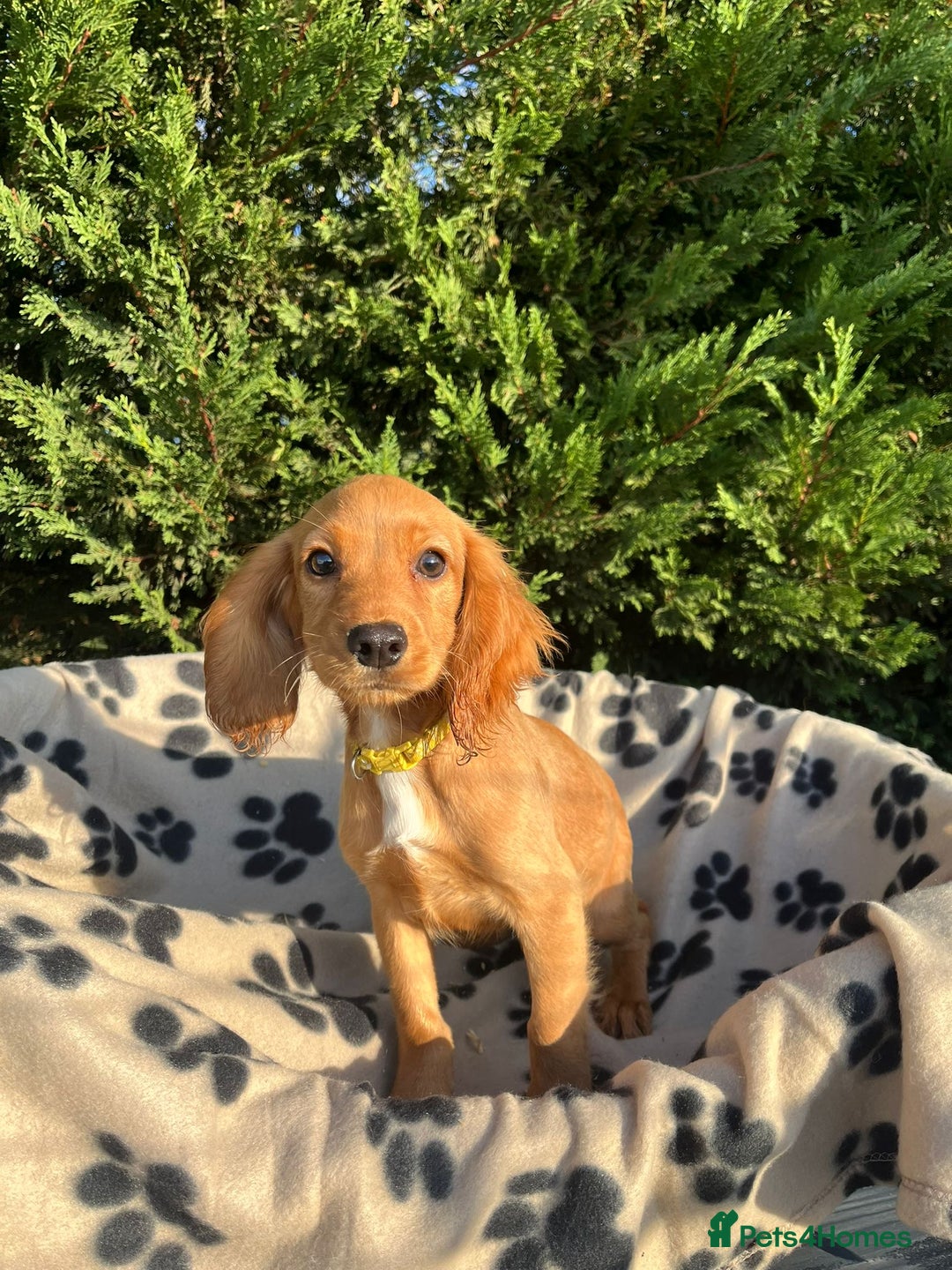 Cocker Spaniel dogs for sale: Four beautiful girl cocker spaniel  - Image 14
