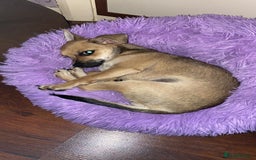 Chihuahua dogs for sale: Leila - Image 3