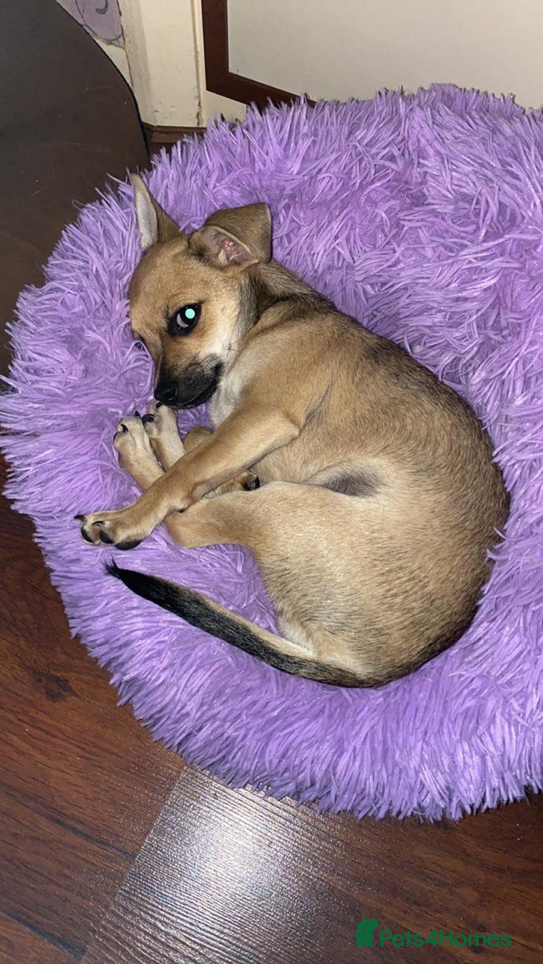 Chihuahua dogs for sale: Leila - Image 3