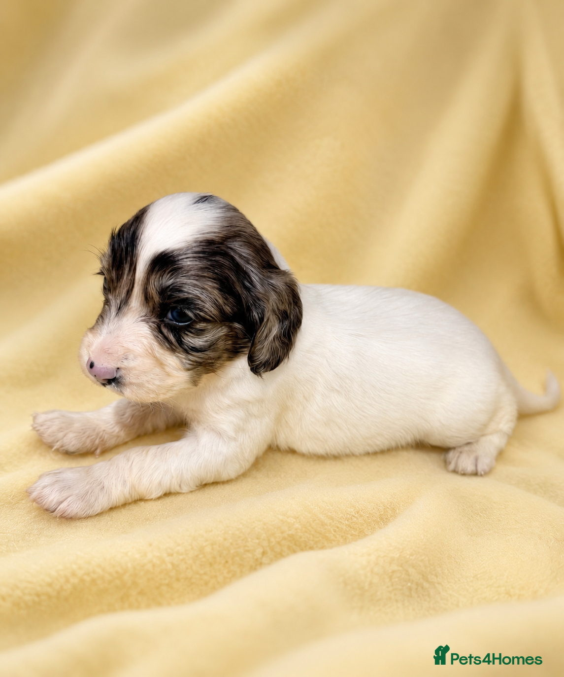 Cocker Spaniel dogs Merle and chocolate spaniel puppies  - Advert 1