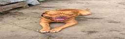 Mixed Breed dogs for sale: Presa cross dogue de Bordeaux  - Advert 11