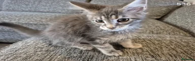 Maine Coon Kitten 4