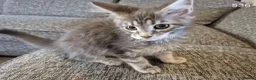 Maine Coon cats for sale: GCCF Maine Coone's 🏆 Champion Bloodline - Advert 13
