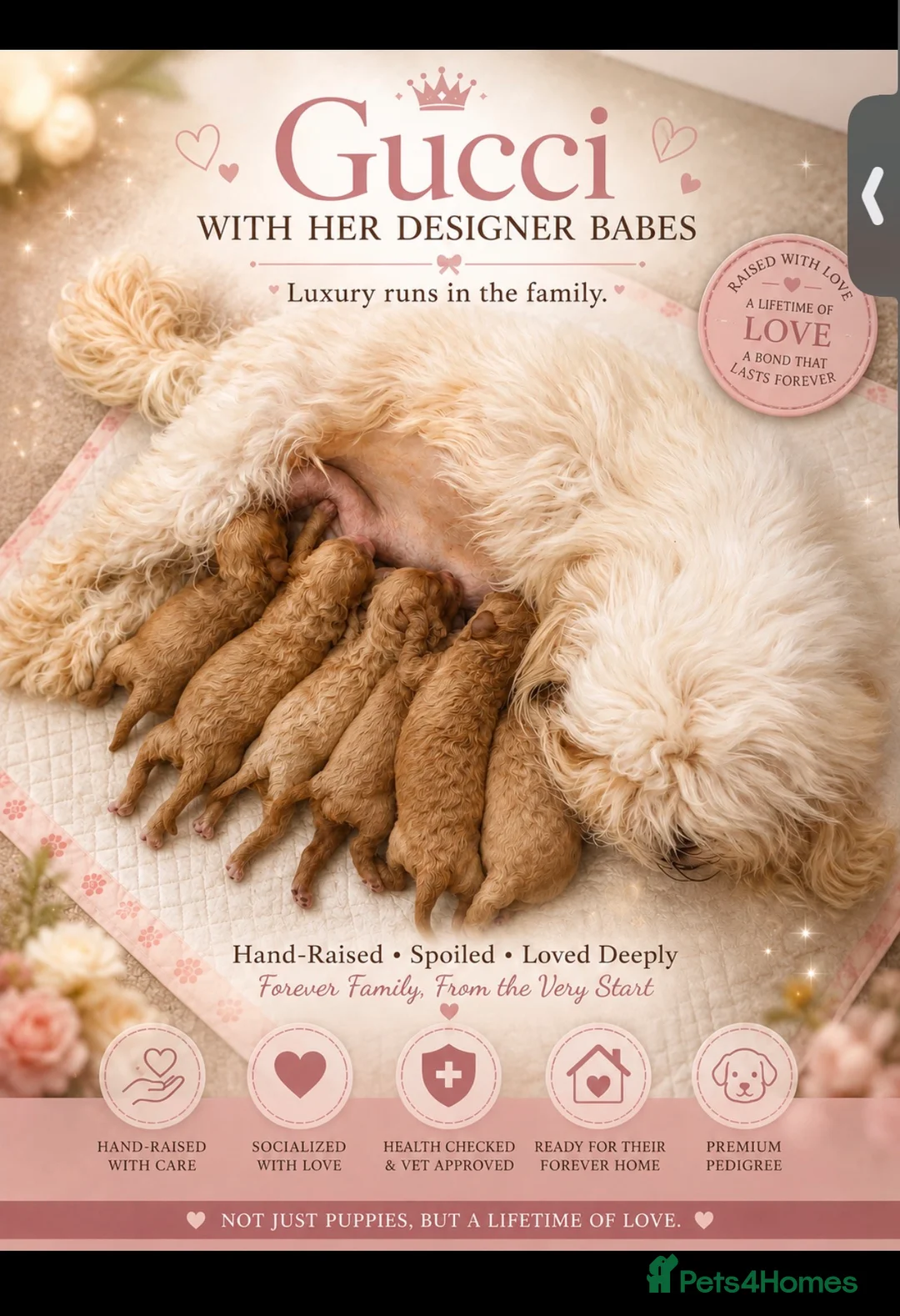 Maltipoo dogs for sale: Tiny toy teddy faced Maltipoo puppies  in Middlewich - Advert 2