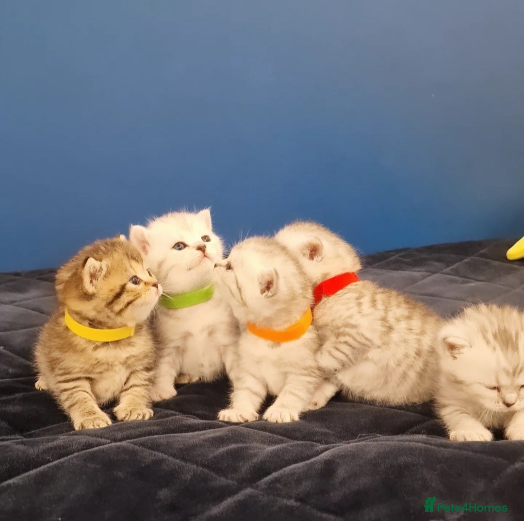 British Shorthair cats for sale: 🩵💙💜Amasing British Shorthair Kittens🧡💚💙 - Advert 7