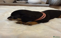 Dachshund dogs for sale: Dachshunds for sale   - Image 10