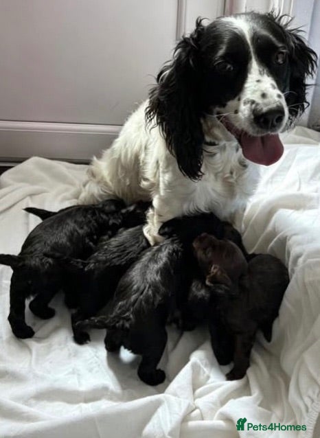 Cockapoo dogs 🐾 beautiful cockerpoo puppies  - Advert 1