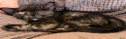 Mixed Breed cats for sale: Beautiful Half Ragdoll Kittens  - Advert 7