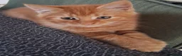 Maine Coon cats for sale: Beautiful Maine Coon Boy - Advert 5