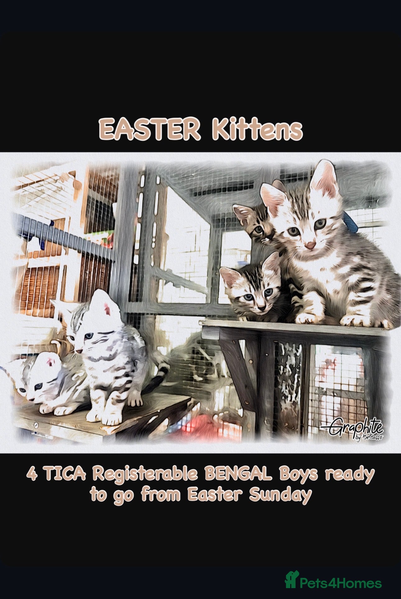 Bengal cats ✨ Bengal Kittens – Pet Homes (TICA Registerable) - Advert 2