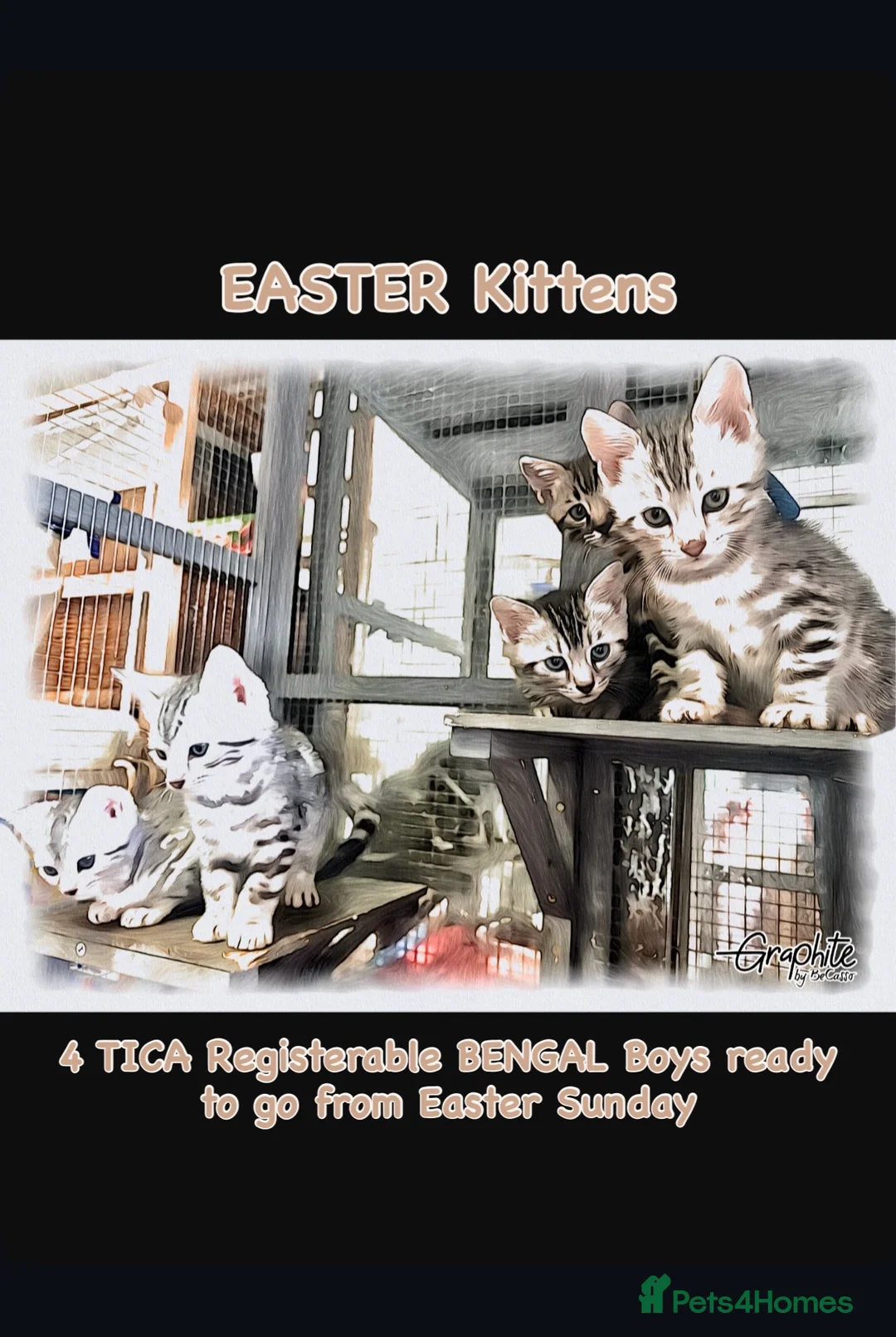 Bengal cats for sale: ✨ Bengal Kittens – Pet Homes (TICA Registerable) - Advert 1