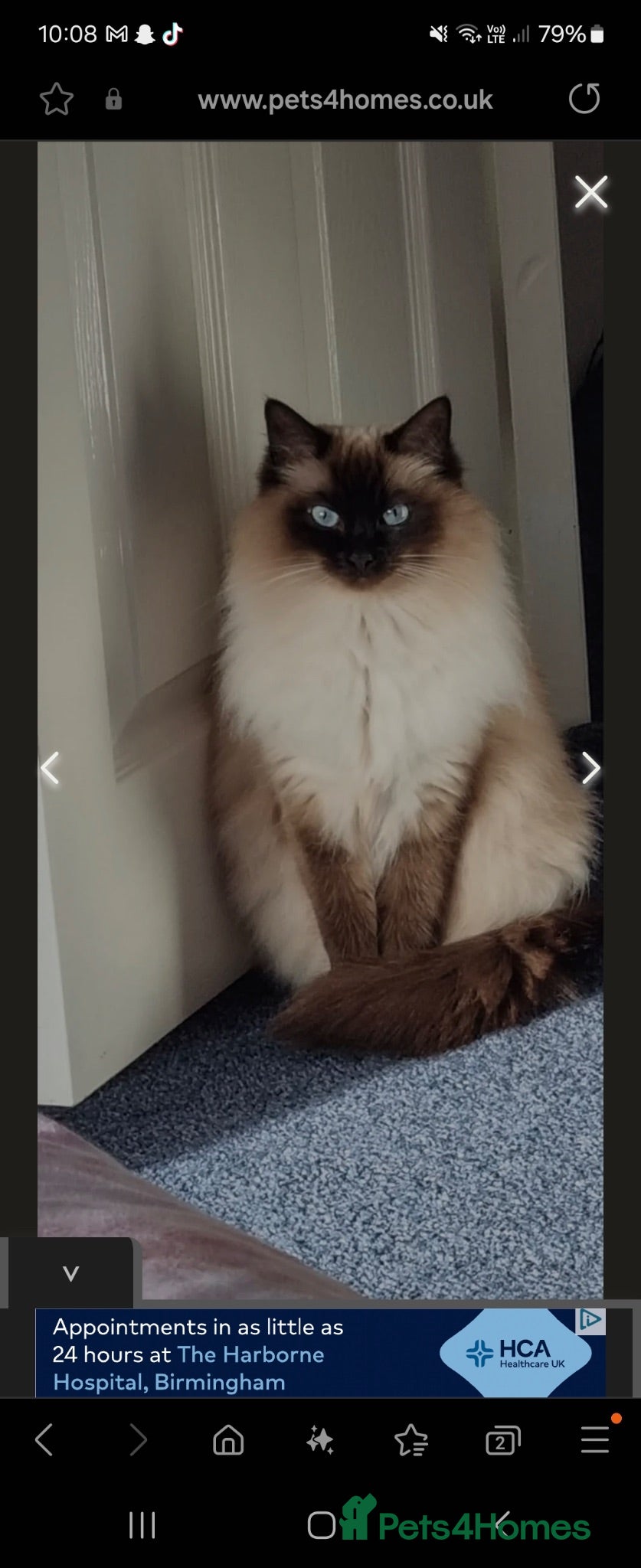 Ragdoll cats Millie - Advert 2