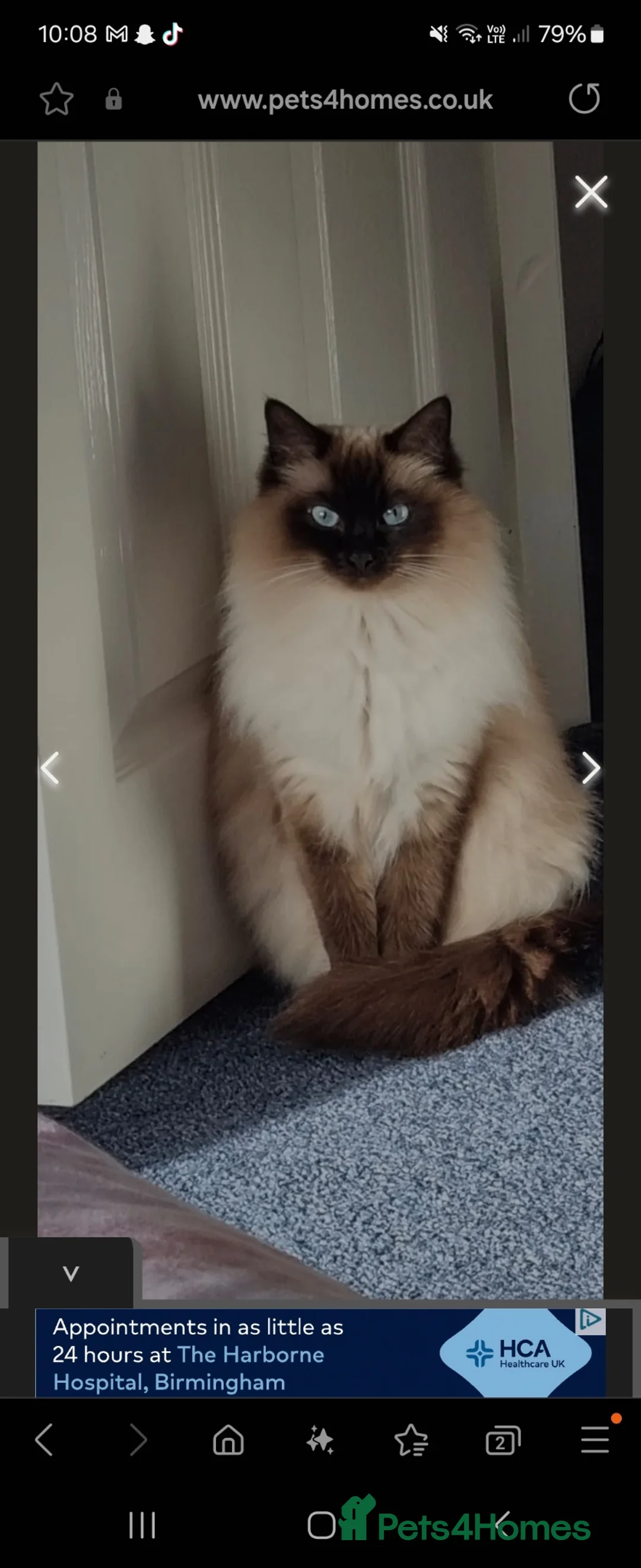 Ragdoll cats for sale: Millie - Advert 1