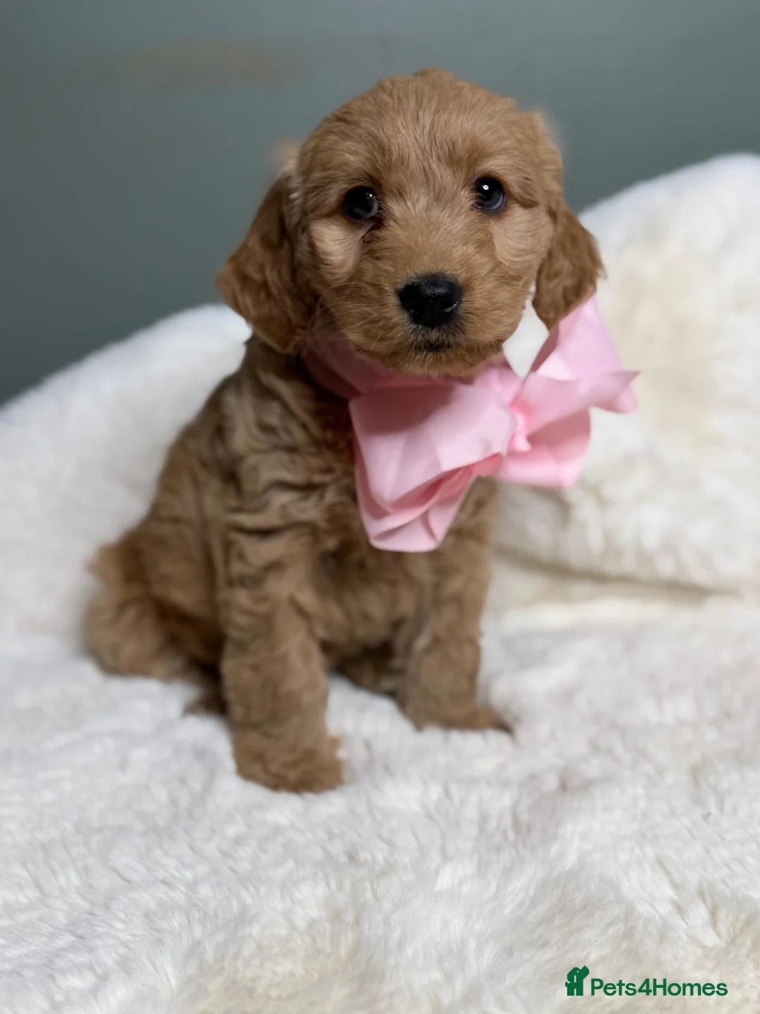 Labradoodle dogs for sale: Labradoodle  - Advert 3