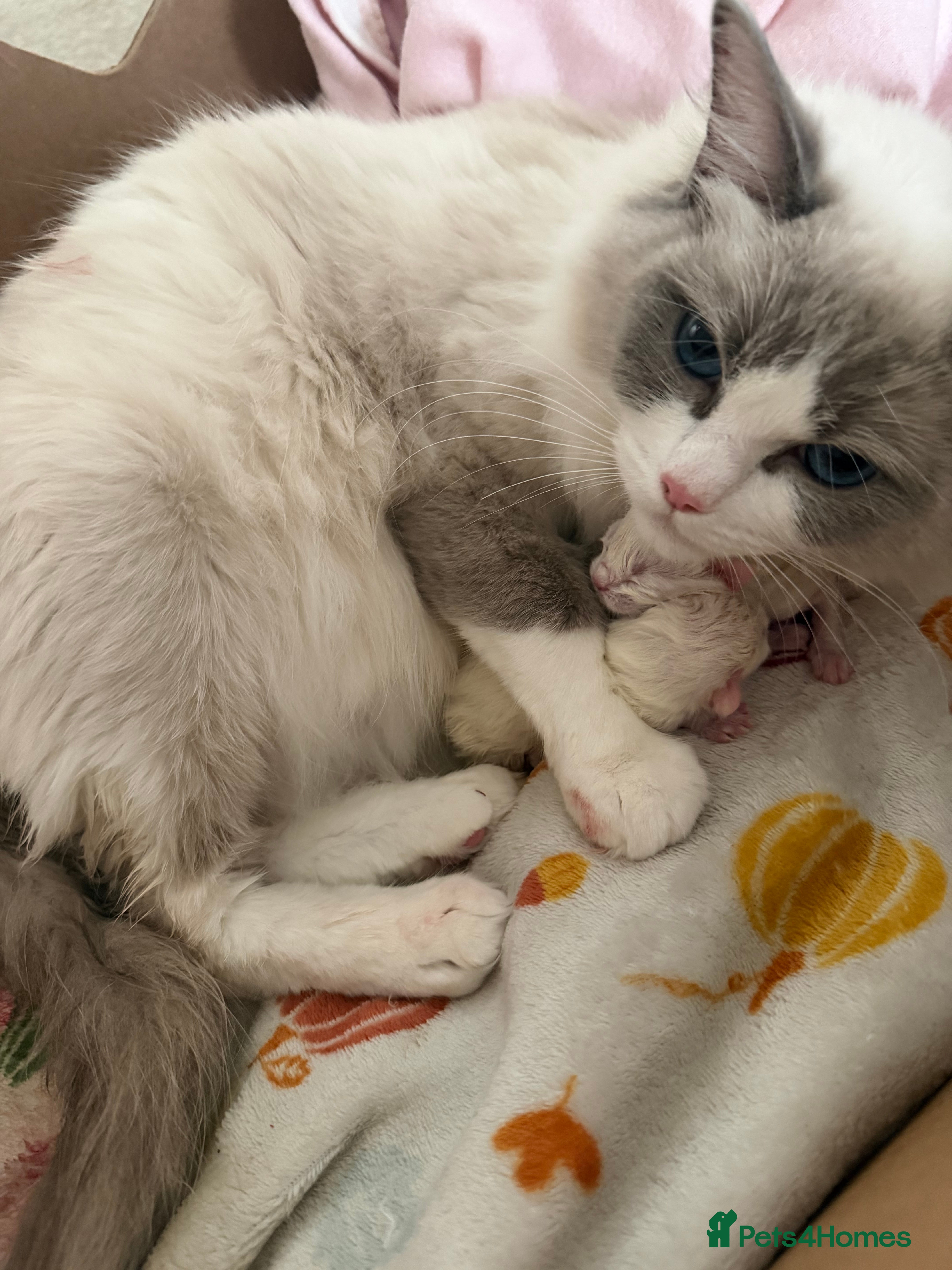 Ragdoll cats Beautiful ragdolls  - Advert 1