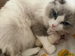 Ragdoll cats Beautiful ragdolls - Advert 1