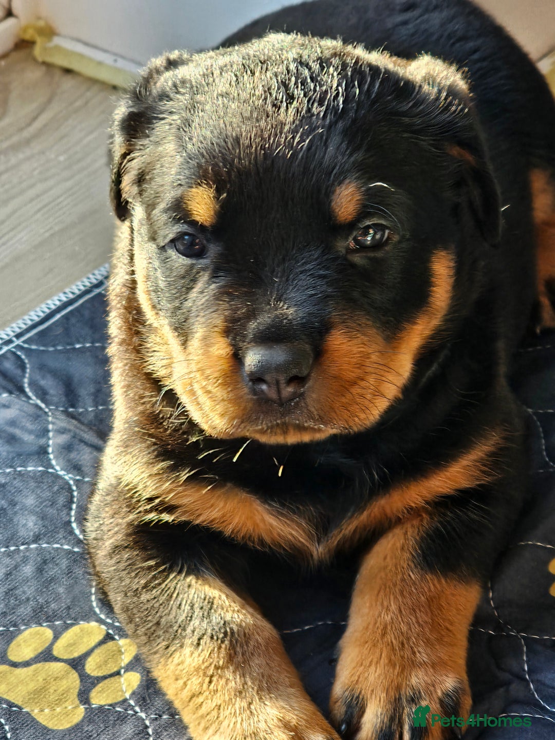 Rottweiler dogs for sale: Pure breed Rottweiler  - Image 11