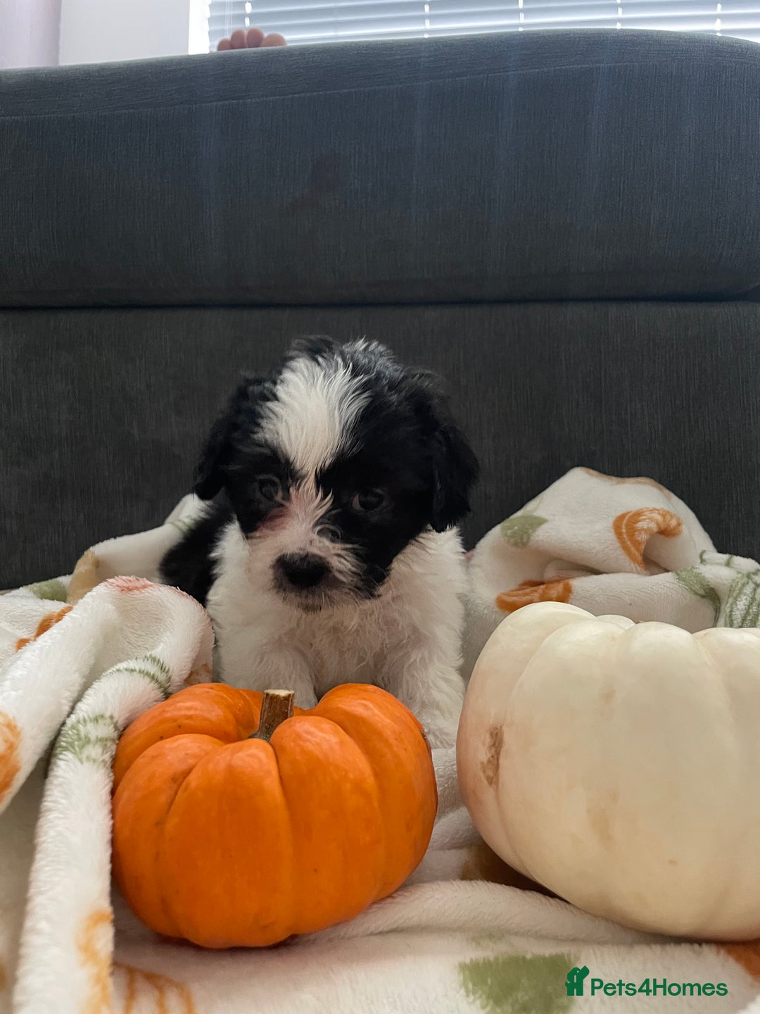 Mixed Breed dogs for sale: Maltese cross La Chon puppies  - Image 17