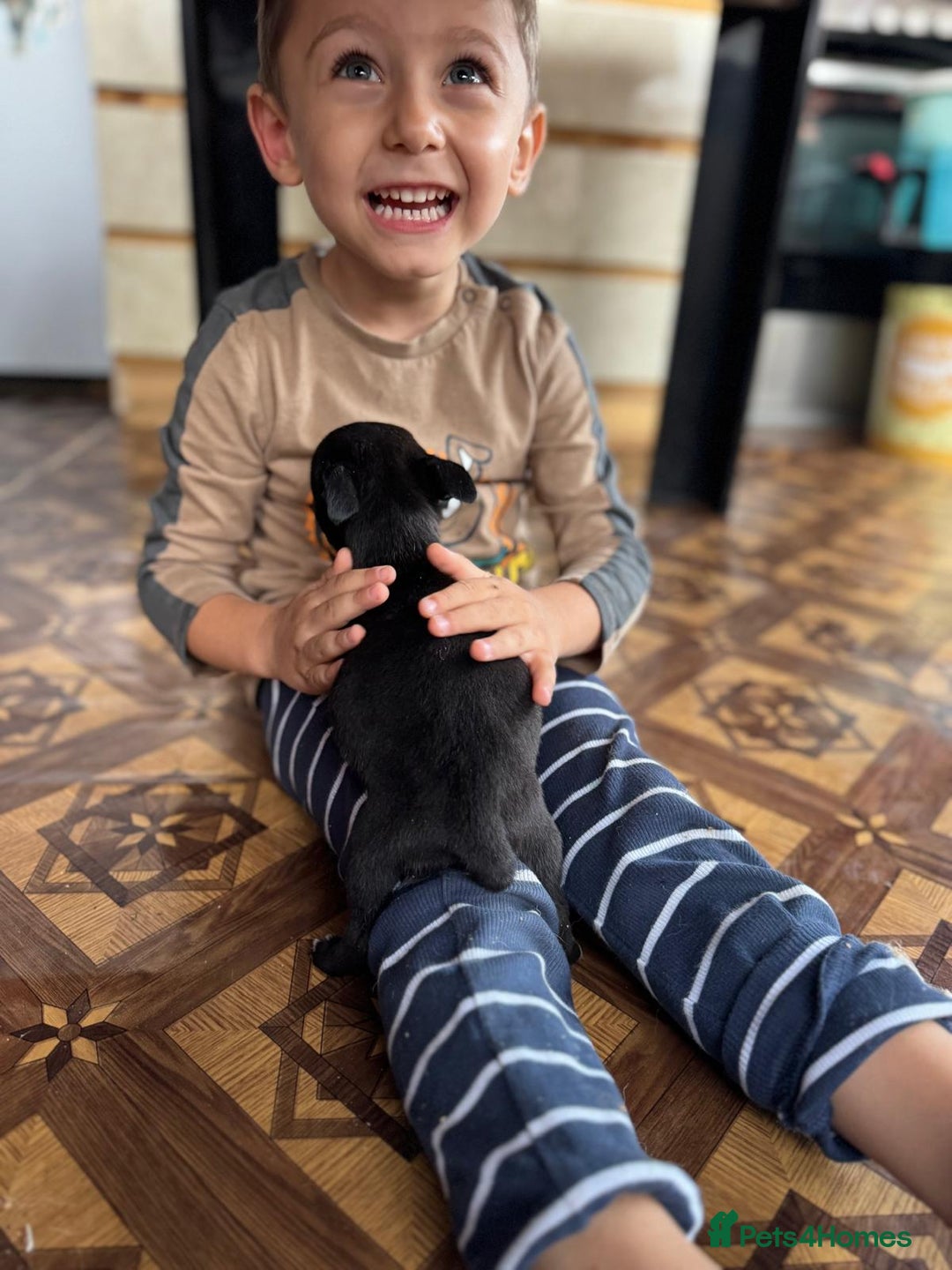 Mixed Breed dogs for adoption: FLORA - a Lovely tiny puppy girl for a Loving Home - Advert 2