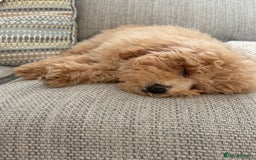 Poochon dogs for sale: Poochon  - Image 7