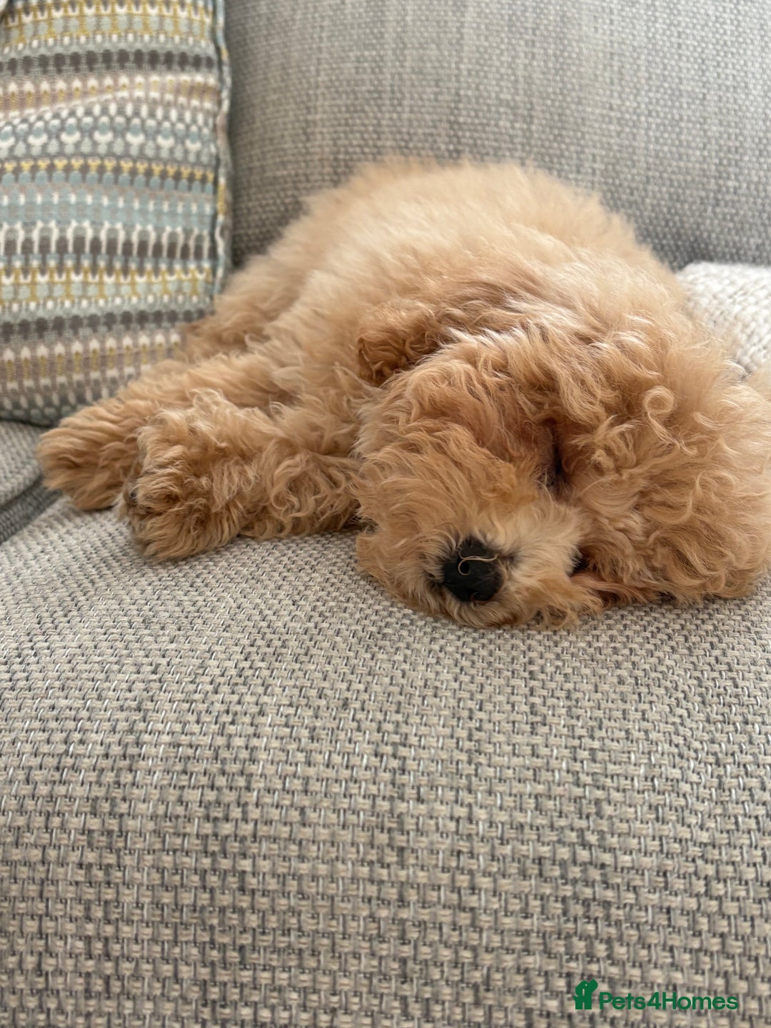 Poochon dogs for sale: Poochon  - Image 7