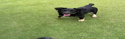 Mixed Breed dogs for adoption: Barker in Ormskirk - Advert 2