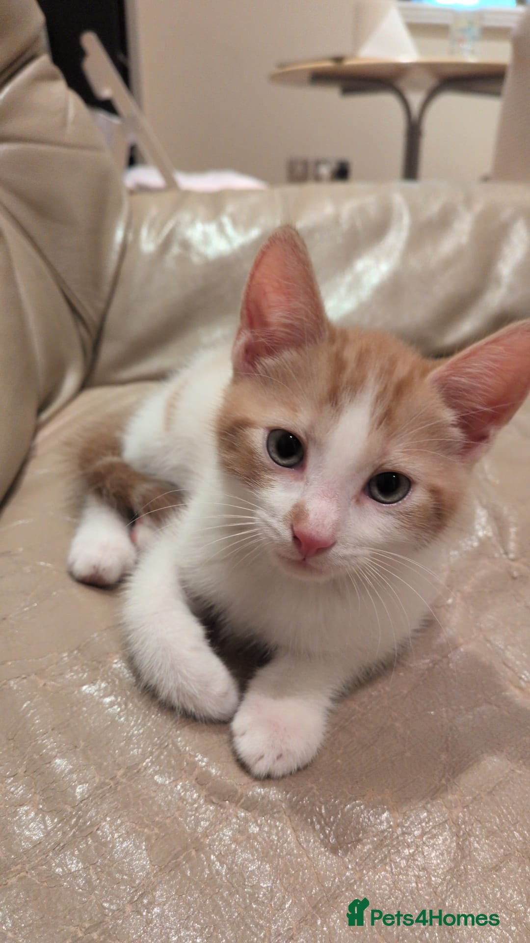 Mixed Breed cats My kitten needs to be rehomed - Advert 1