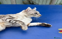 Keetso cats for sale: Superb polydactyl curled eared Keetso girl  - Image 27