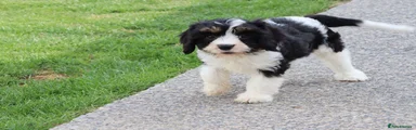 Cockapoo 1