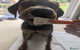 Mixed Breed dogs for adoption:  Meet Aldo – The Sweetest Cuddle Bug in London! - Image 9