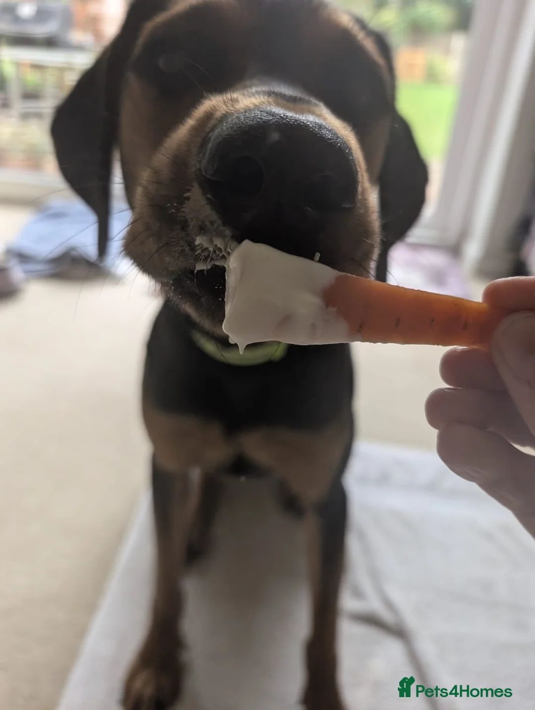 Mixed Breed dogs for adoption:  Meet Aldo – The Sweetest Cuddle Bug! - Advert 9