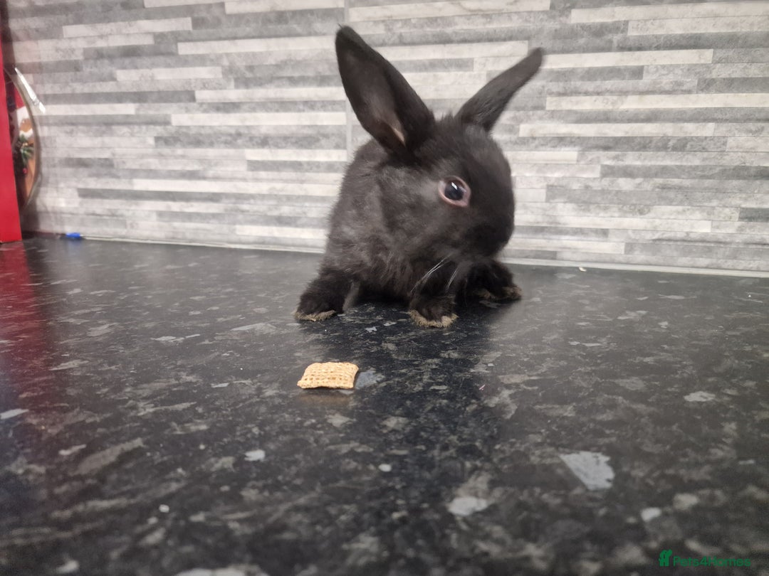 Mini Lion Lop rabbits for sale: Lion lops - Advert 7