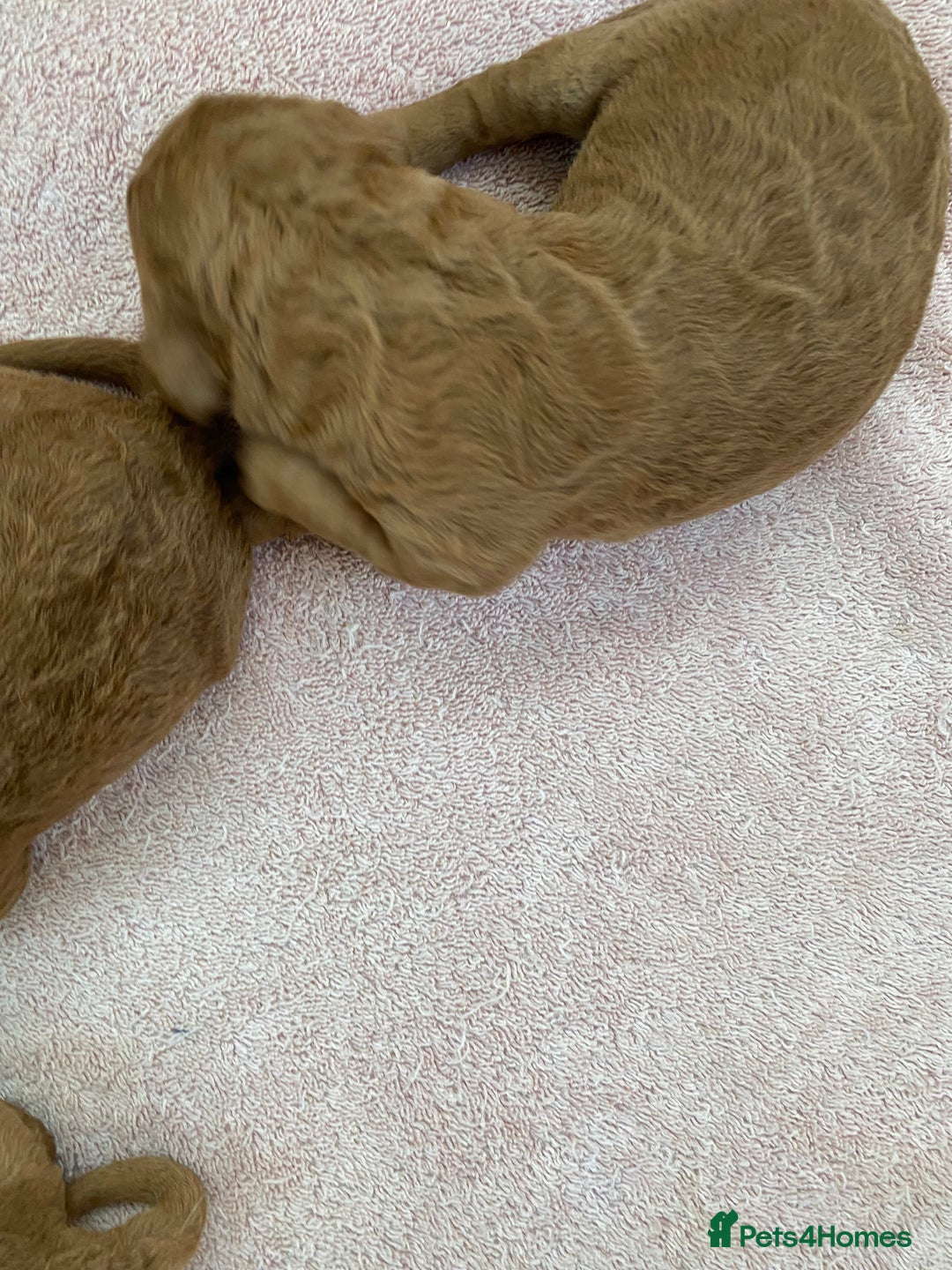 Labradoodle dogs for sale: F1 Red Miniature Labradoodles  - Advert 32