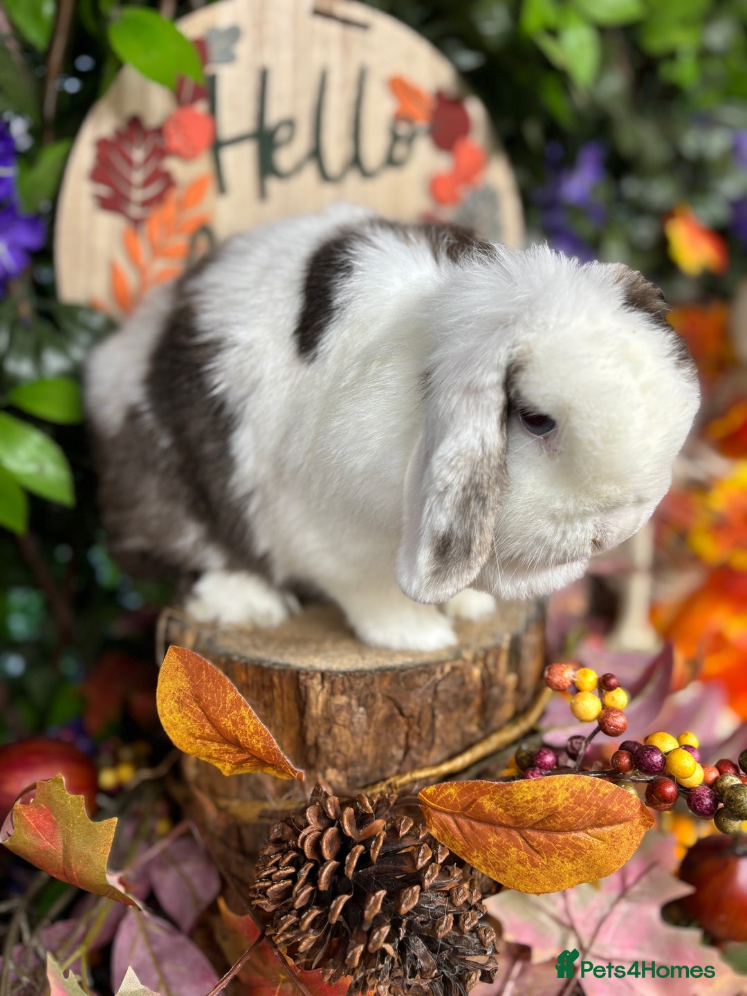 Mini Lop rabbits for sale: 🌟PURE BRED PEDIGREE MINI LOPS🌟 - Image 13