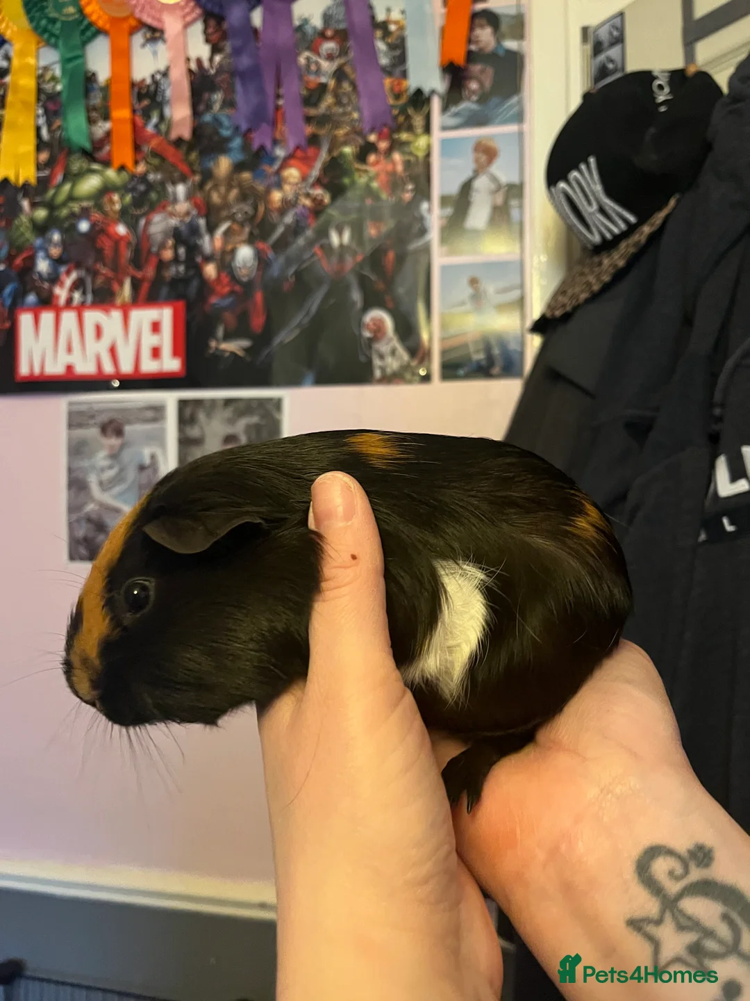 Guinea Pig rodents for sale: guinea pigs!  - Advert 4