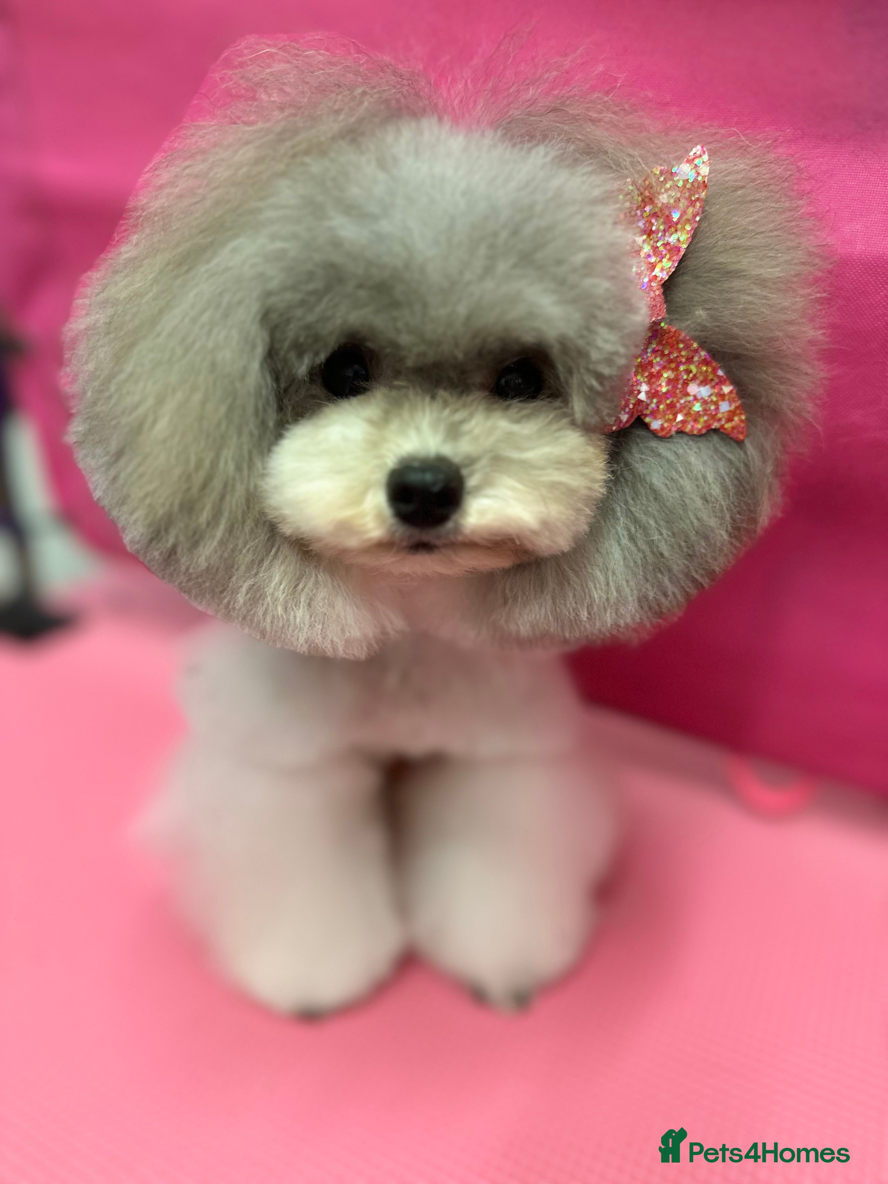 Toy Poodle dogs 7.5inch Toy HEALTH TESTED ASIAN IMPORT in Guildford - Advert 11