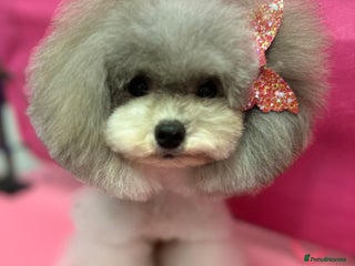 Toy Poodle dogs 7.5inch Toy HEALTH TESTED ASIAN IMPORT in Guildford - Advert 11