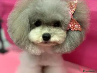 Toy Poodle dogs 7.5inch Toy HEALTH TESTED ASIAN IMPORT in Guildford - Advert 1