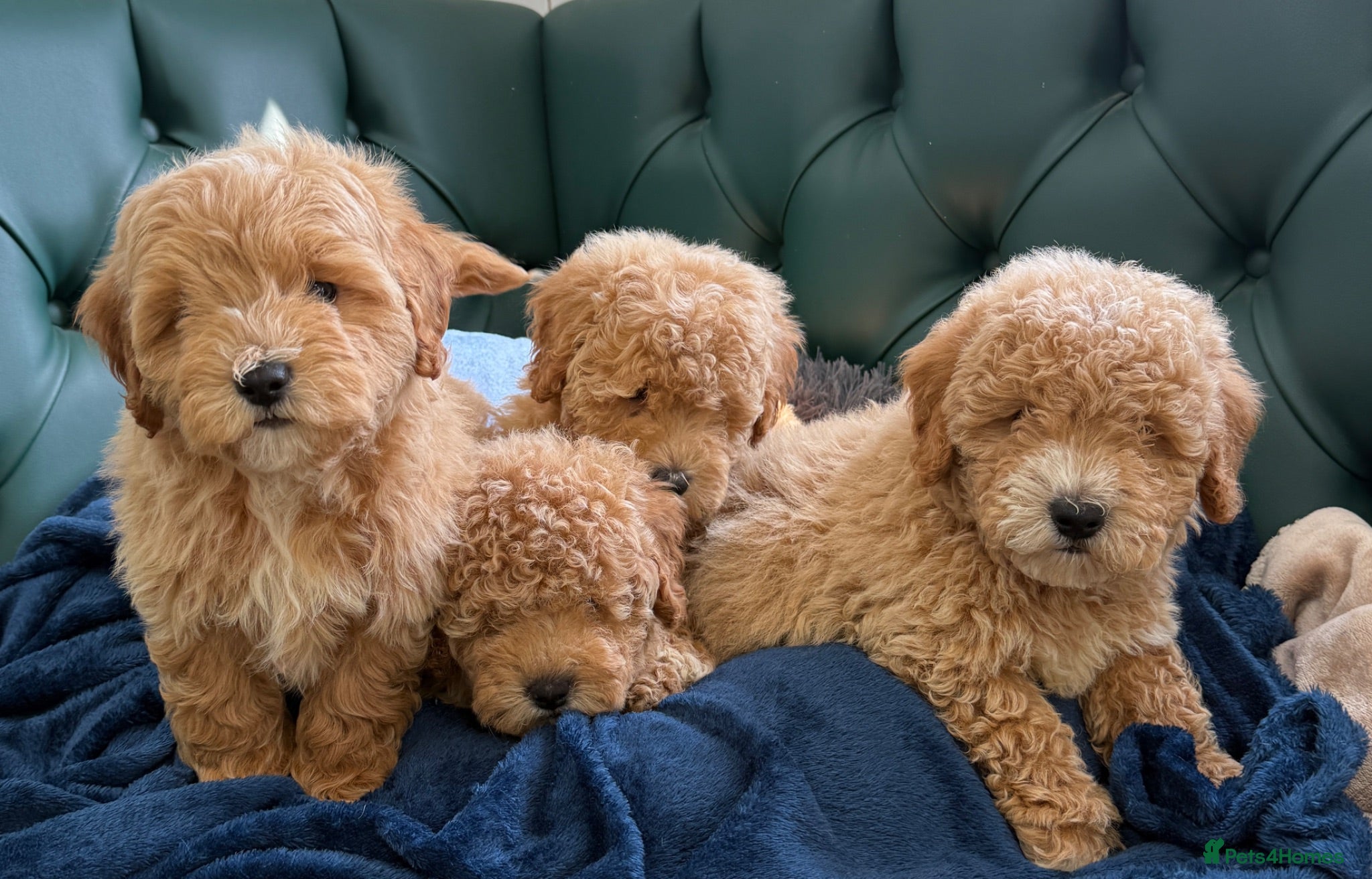 Poochon dogs 5⭐️ Licensed. Health tested Poochons - Advert 2