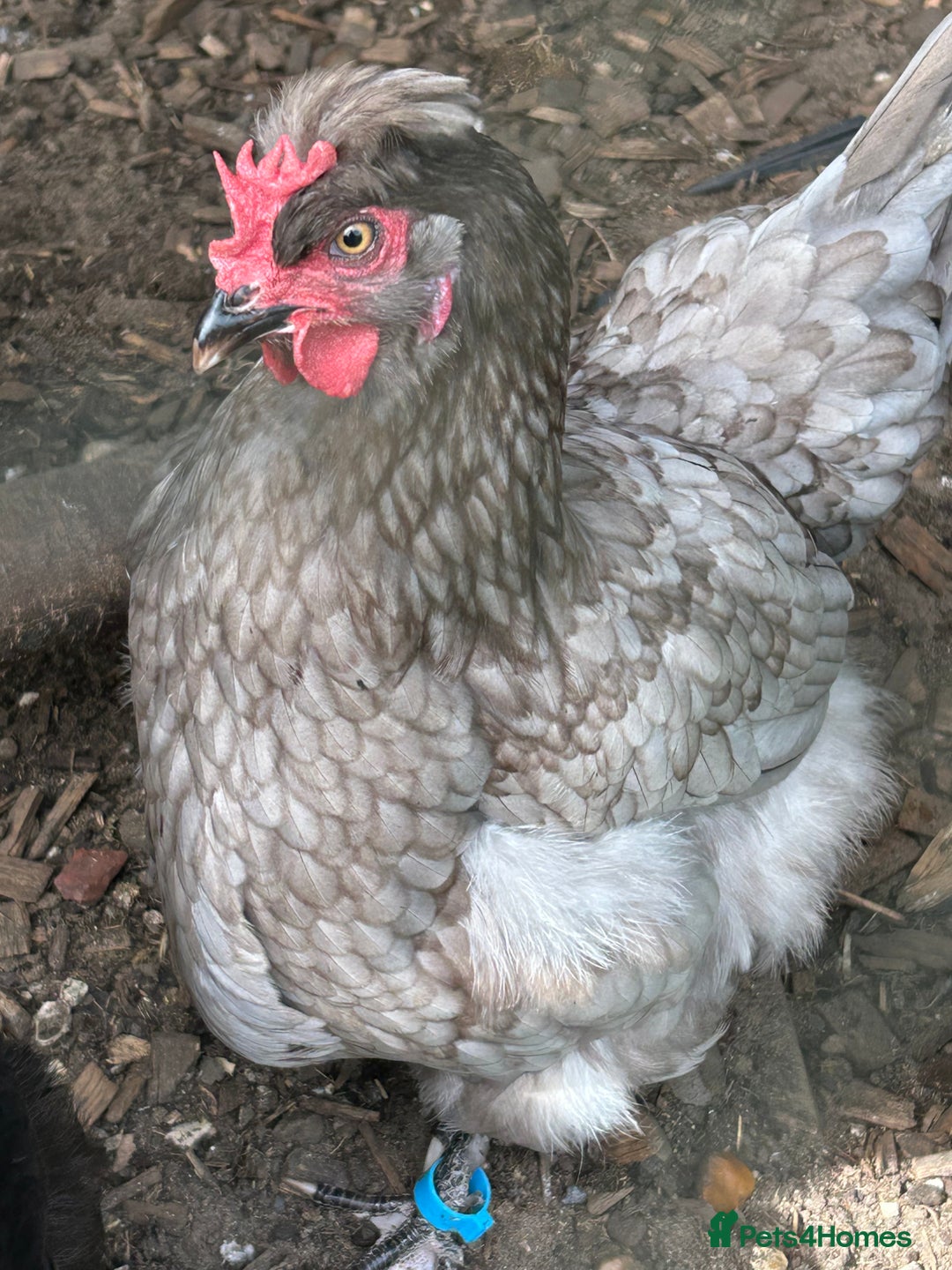 Chickens poultry for sale: 2 chickens for sale  - Image 2