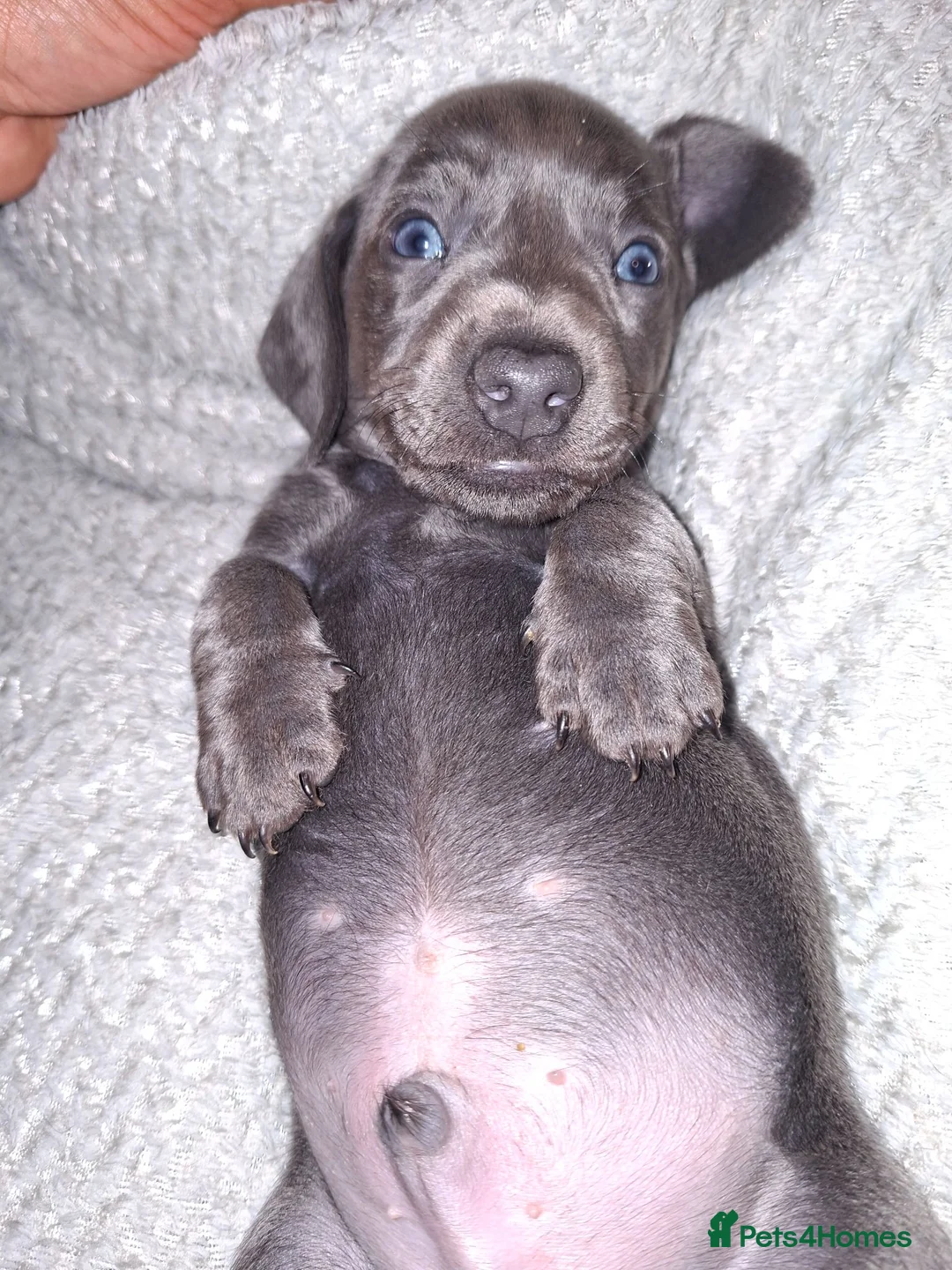 Miniature Dachshund dogs for sale: Beautiful Mini Dachshund Puppies  - Advert 1