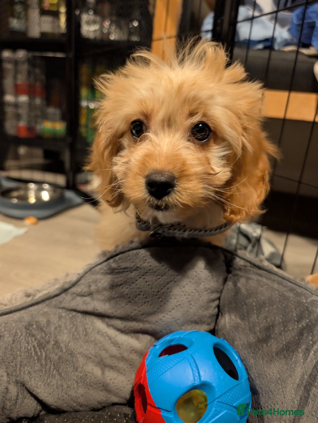 Cockapoo dogs for sale: Girl Cockapoo - Image 4