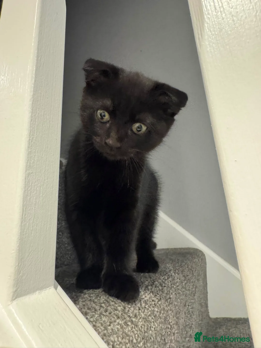 Scottish Fold cats for sale: Wednesday and Jackson - Advert 31