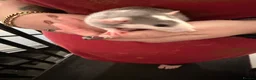 Rat rodents for sale: Adorable Dumbo baby rats  - Advert 20