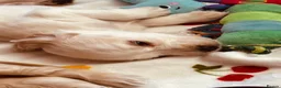 Cocker Spaniel dogs for sale: Pedigree show cocker pups, health tested parents - Advert 17