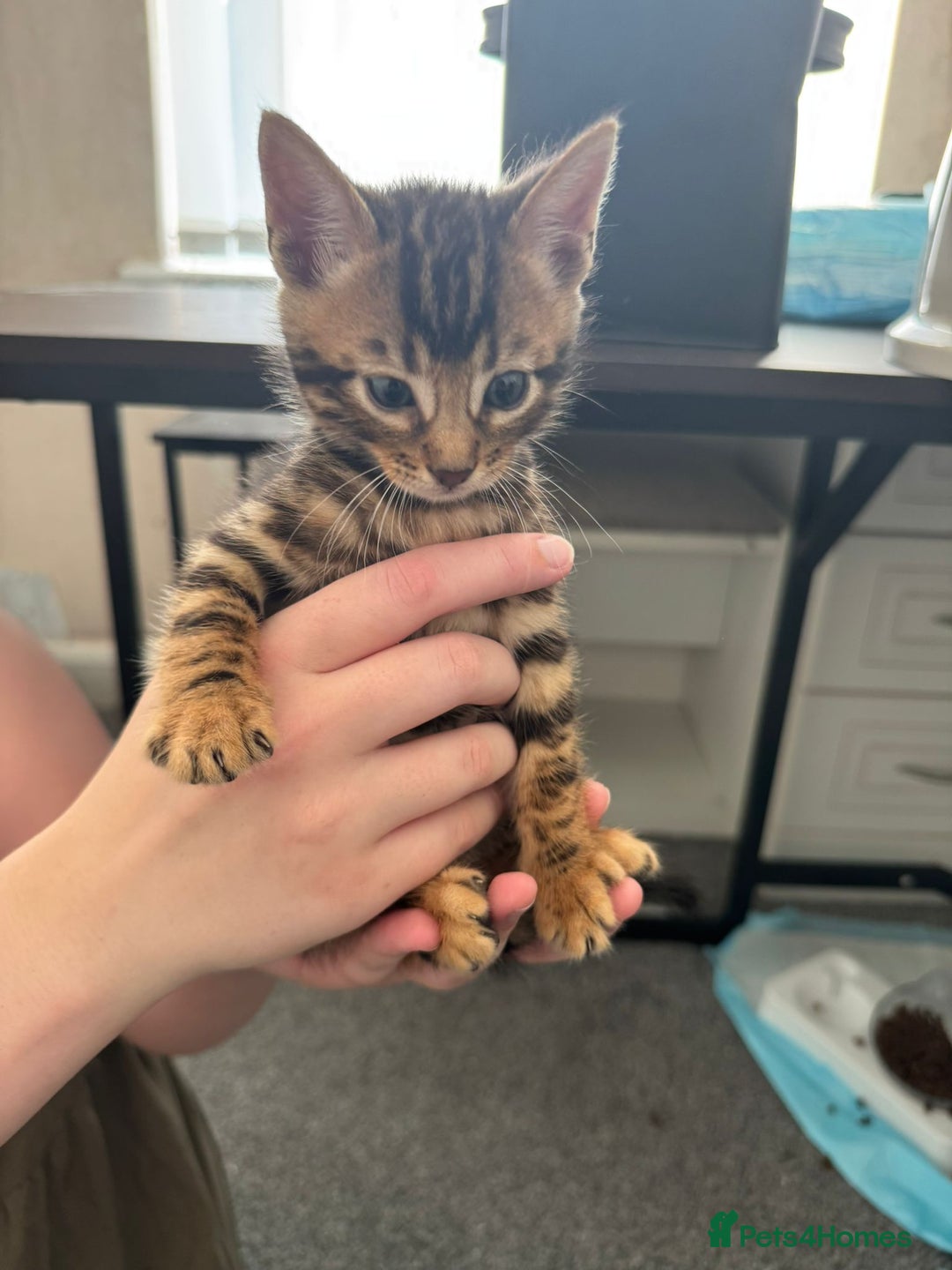 Bengal cats for sale: Beautiful Bengal mixed kittens - Image 21